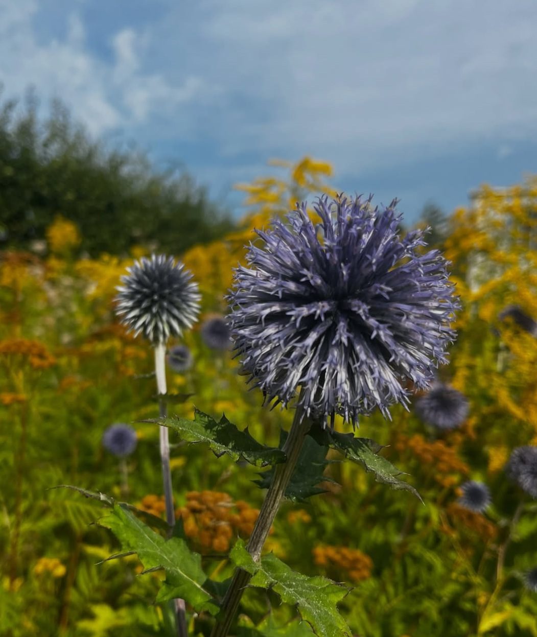 Blå bolltistlar i solljus, omgivna av gula ängsblommor.