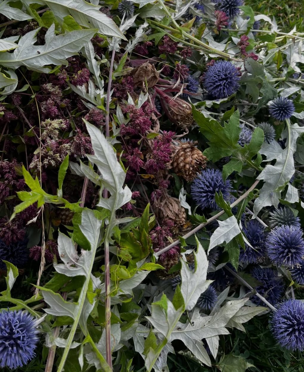 Nyplockade blommor och bolltistlar som lagts ut för att torka.